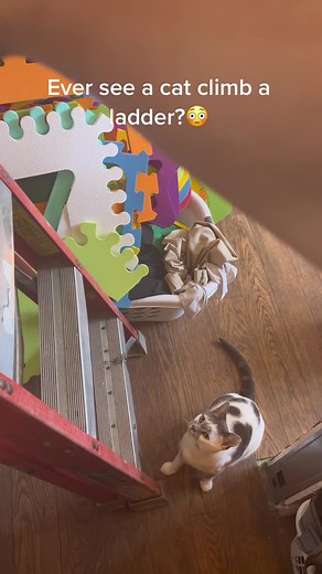 Cat Climbing Ladder Video