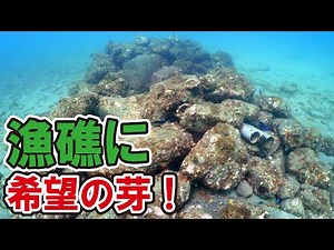 漁礁に伸びた海藻の芽！藻場再生のヒントなるか？