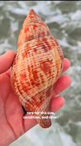 Lesson to be learned ⬇️ This was one of the most gut wrenching moments for me in all of my shelling experiences 😭 A perfect True Tulip shell, rare in size, color, and condition. In all of my experiences of finding seashells in Florida, this one, I'll always remember 💔 #beachcomber #shelling #findingseashells #collectingseashells #shells #floridalife #ethicalshelling #beachfinds | The Seashell Mermaid