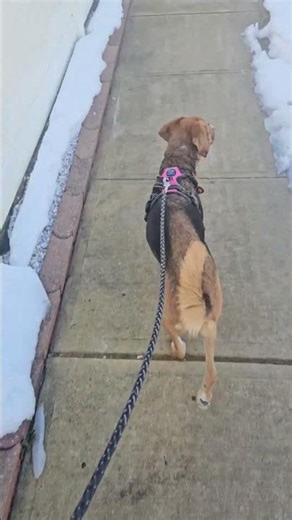 Milder day, but still snow on the ground. Trixie enjoys her early morning walks!