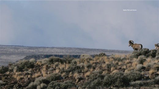 Inside Ag: Idaho relocates 30 bighorn sheep to boost dwindling Owyhee herd