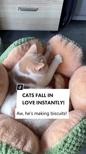 Cupid Cat Spray - Bring Joy to Your Feline Friend!