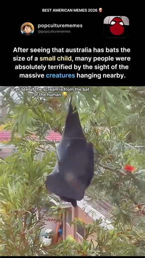 giant bats in australia have the internet absolutely terrified #australia