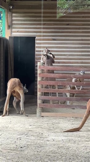 Briga de Animais em Pet Shop: Momentos Hilários