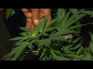 Tracking the weed, from plant to joint