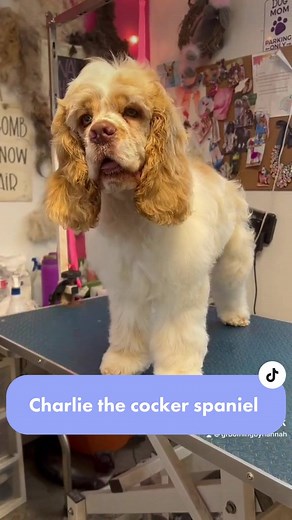 GroomingbyHannah on TikTok