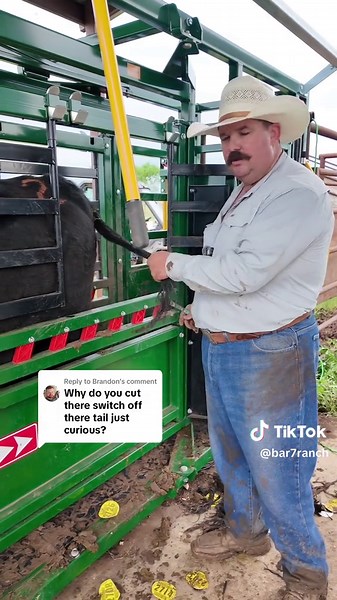 Why We Trim Cattle Tails: Ranch Practice Explained