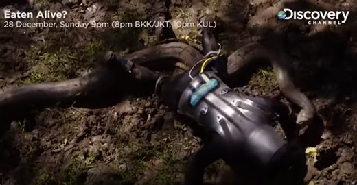 VIDEO. Trakākais eksperiments pasaulē: vīrietis ļauj anakondai sevi apēst un to nofilmē