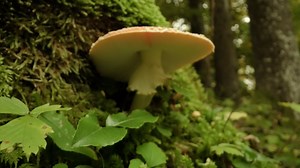 Plant, Agaricales, Amanita