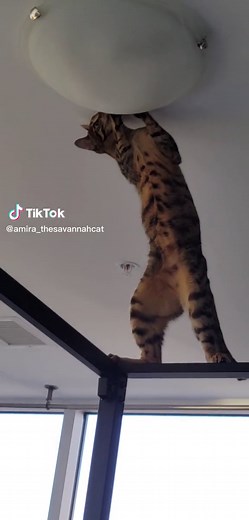 Exploring the Playful World of Savannah Cats