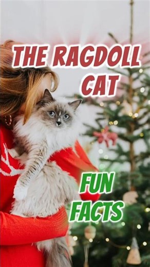 Ragdoll Cat Fun Facts You Didn’t Know! | Cat Week #4 (Part 4)