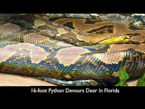 16-foot python devours deer in Florida
