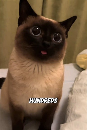 Siamese Cats Born White: 6 Secrets About Their Color