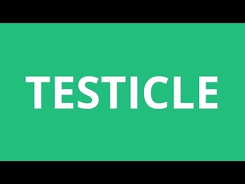 How To Pronounce Testicle - Pronunciation Academy