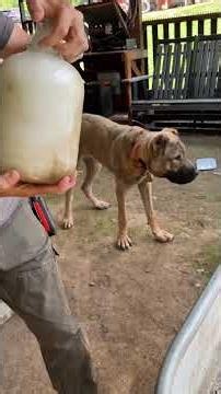 Cleaning a narrow neck bottle #narrowayhomestead #offgrid #glass #jar #sand #oldschool