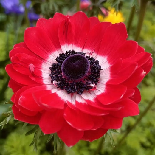 Govina Red Anemone Seeds – Bold Scarlet Blooms for Gardens, Pots & Floral Design - Etsy Canada