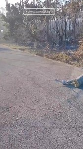 8.7K views · 27 reactions | POWER LINE DOWN: A utility pole is down on Butternick Road in the area of that Midshipman Road fire. Avoid the area if possible; Our News is awaiting an official update on the fire from police and fire services. This is a developing story. | Our News Bahamas | Facebook