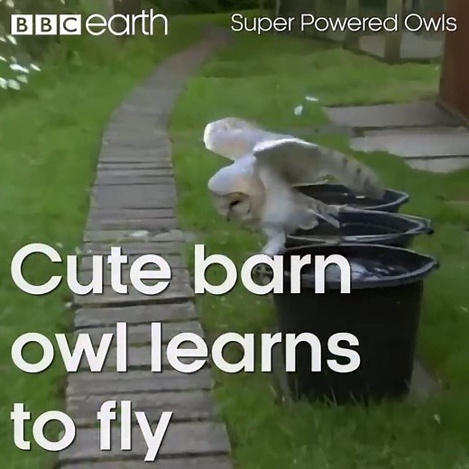 108K views · 3.3K reactions | Luna and Lily take to the skies! | BBC Earth | Facebook