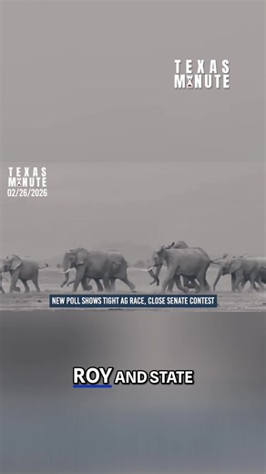 With early voting already underway ahead of Tuesday’s Primary Election, a new University of Texas/Texas Politics Project poll shows Greg Abbott cruising to re-election at 91 percent while several other GOP contests are tightening.