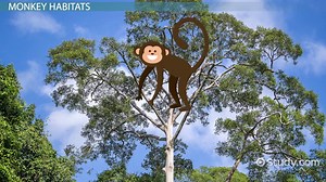 Monkey Habitat Facts: Lesson for Kids