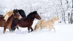 Les chevaux ont radicalement changé en seulement quelques siècles