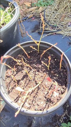 Sunshine Blue Blueberry Cuttings Put In Soil