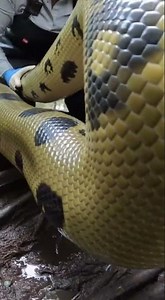 🐍 Jungle Giant: The Massive Python Rescue Operation