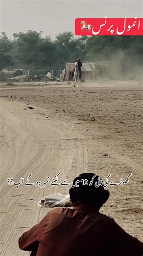 Rate the Horse: How Many Points Would You Give?