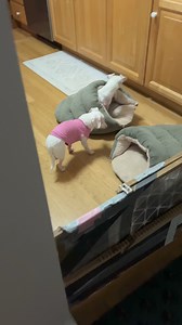 This is the most special Piglet bedtime ever. It's long and drawn out but if you're a devoted Piggy fan, you'll stick around to see the epitome of extra adorable cuteness. 2023 was a tough year for Piglet. He got a new deaf blind baby brother that he absolutely was not happy about. We worried about him and supported him, hoping he'd realize what he was missing out on. And one full year later, the tiny pink man saw the light. What is there to say when on dog mom's day this beautiful scene unfolde