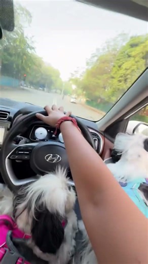“Going For A Ride With My Dog 🐶🚗 | Best Travel Buddy Ever!”