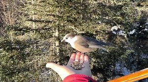 Hand-feeding two black-capped CHICKADEES and two gray jays / gorbies / Canada jays / Whisky Jacks 🐦🐦 (unsalted) peanuts in Eustis 🏔 Maine 🌲 on January 19, 2024 from 3:00 PM. Recorded 🤳🏻 in slow motion video. It has been cold and snowy enough that the chickadees were ready to land on my hand for some food. I think of them as the almost-as-friendly-with-humans and similarly colored mini-me versions of the gray jays. The blue jays love the peanuts too but stay hidden when I am hand feeding. �
