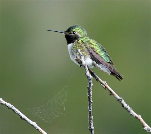 Attract Hummingbirds With Bugs, Water and Spiderwebs