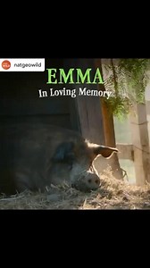 24K views · 442 reactions | Today would have been Emma the pig’s 13th birthday. We lost her last spring, but she lives on in our hearts, and will continue to through the stories @john_chester_on_the_farm & our farm film team have yet to share about her, in a new series of films coming to @disneyplus next year. Stay tuned  ️ @natgeowild | Apricot Lane Farms | Facebook