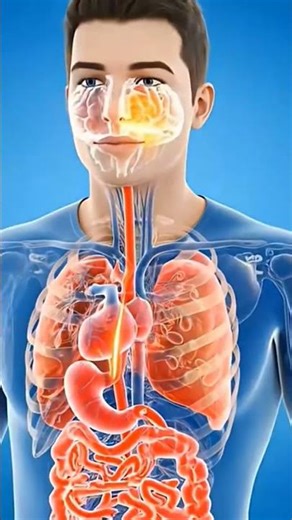 Inside the Human Body 🤯 | Amazing Organs Explained #youtubeshorts