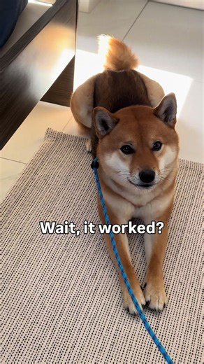 Is This a Shiba Inu Thing?