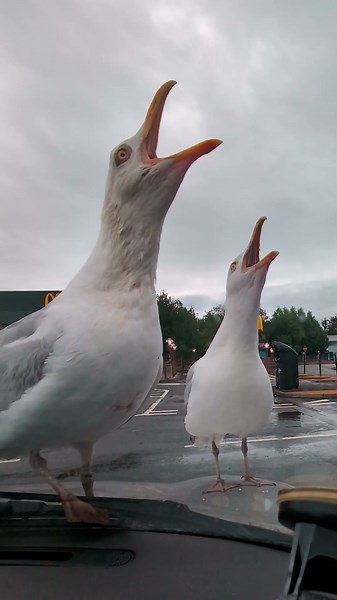 Herring Gull's long call, also called a "trumpet call" #seagull