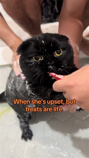 #madkitty #scottishfold #blackcats #catsoftiktok #scottishfoldcat | cat