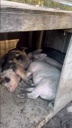 Pigs snoring