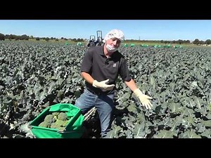 Live From the Fields: Broccoli Harvesting, Guanajuato, Mexico