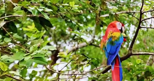 Wild Kratts Wild Kratts S06 E015 – Parrot Power