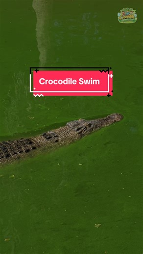 The silky swim of a crocodile🐊 #nature #crocodile #naturallylangkawi #animals #reptile