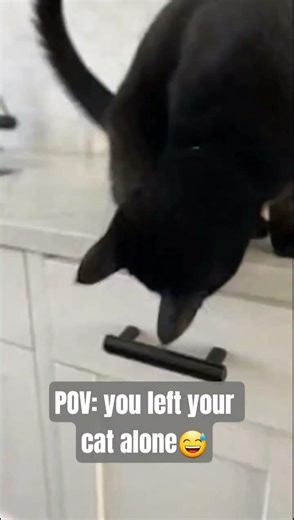 #fyp #viral #cat #funnycat #pov #realistic #aivideo #chaoscat #funny #meme