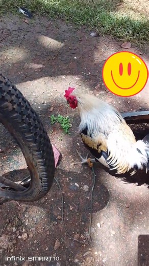 asola plants | Iris Limas