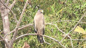 A beautiful Crested Serpent Eagle. #imlana 19th Evening Drive #ratapaniwildlifesanctuary | Ratapani Jungle Lodge
