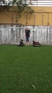 13 reactions | Happy Friday from Courtney, Jax and Thumper. They both graduated from our 3 week board and train program. Watch how well they walk on a leash and stay on their place beds! For information on our dog training packages please contact Courtney at courtney@thedoghouseps.com OR (713)820-6140 | The Dog House Pet Salon - Galleria | Facebook