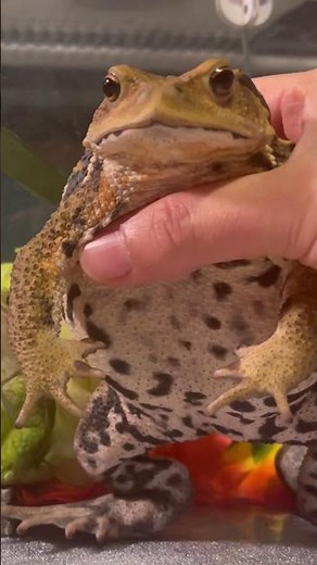 巨大ヒキガエルの可愛い声❤️#frog #アズマヒキガエル #かえる #カエル #癒し #歌声 #リリースコール #鳴き声 #だっこ #かわちぃ