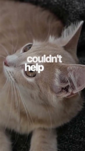 Cat s Epic Jump Fail