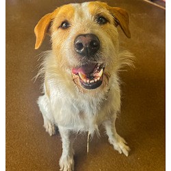 Winfield, KS - German Wirehaired Pointer. Meet Sunshine a Pet for Adoption - AdoptaPet.com