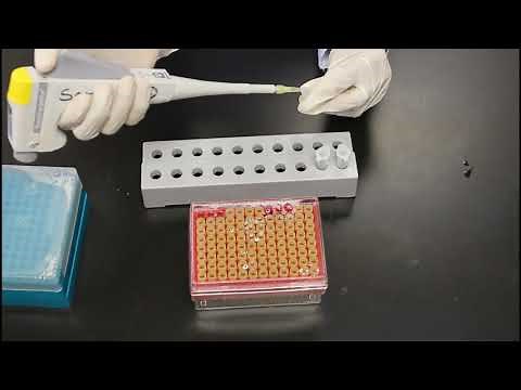 Bacterial genomic DNA isolation workshop