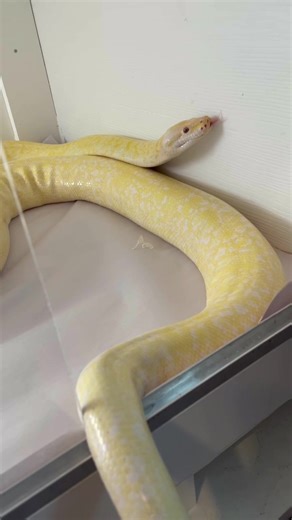 Sunshine, our 2 year old Granite Albino Burmese Python. Any guesses on how long she is or how much she weighs? #burmesepython #bigsnakes @gatorchris1